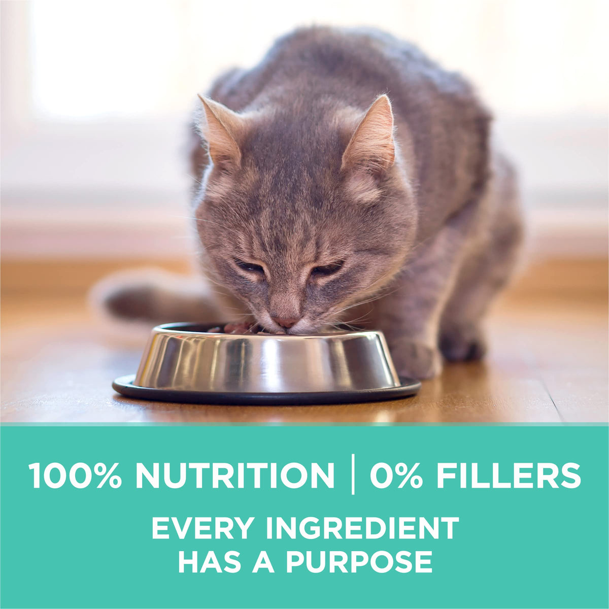 Sensitive Skin and Stomach Dry Cat Food 3.5 lb Bag F609545