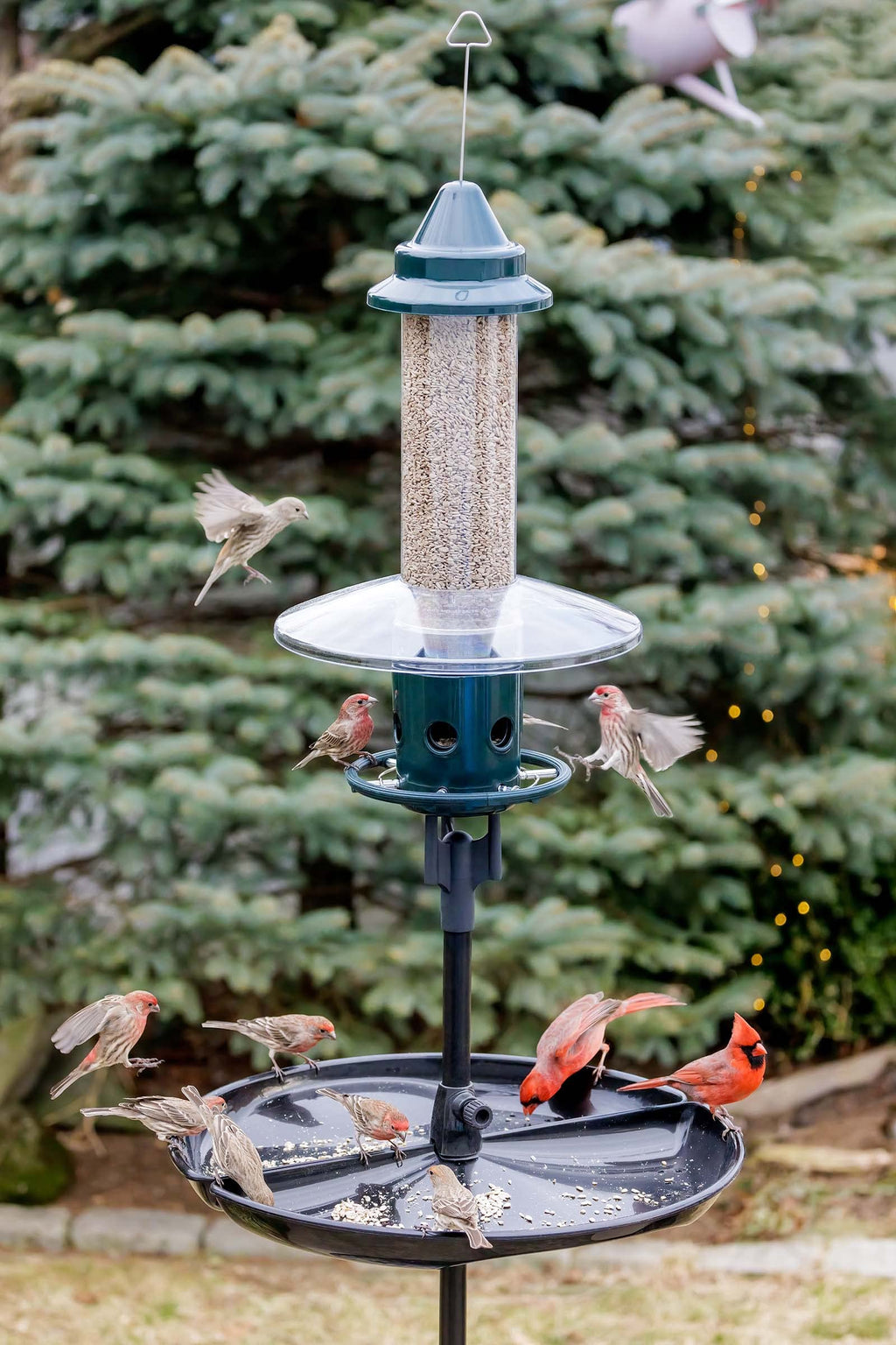 Green Squirrel-Proof Bird Feeder and 20-Pound Bag Wild Bird Food Y29031